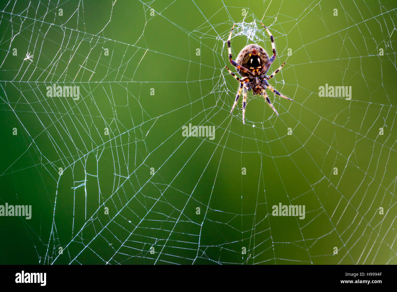 Western Spotted Orb Weaver - (Neoscona oaxacensis) Spider in center of web Stock Photo