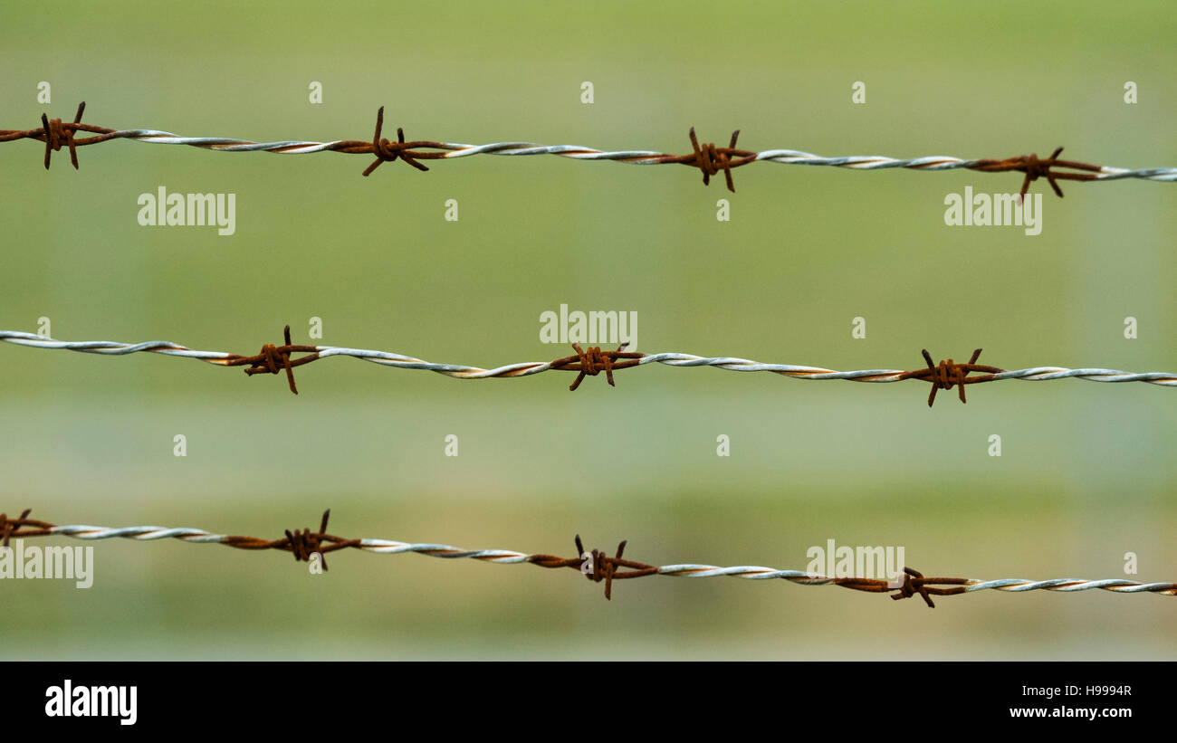 Barbed wire short sharp spikes starting to rust Stock Photo