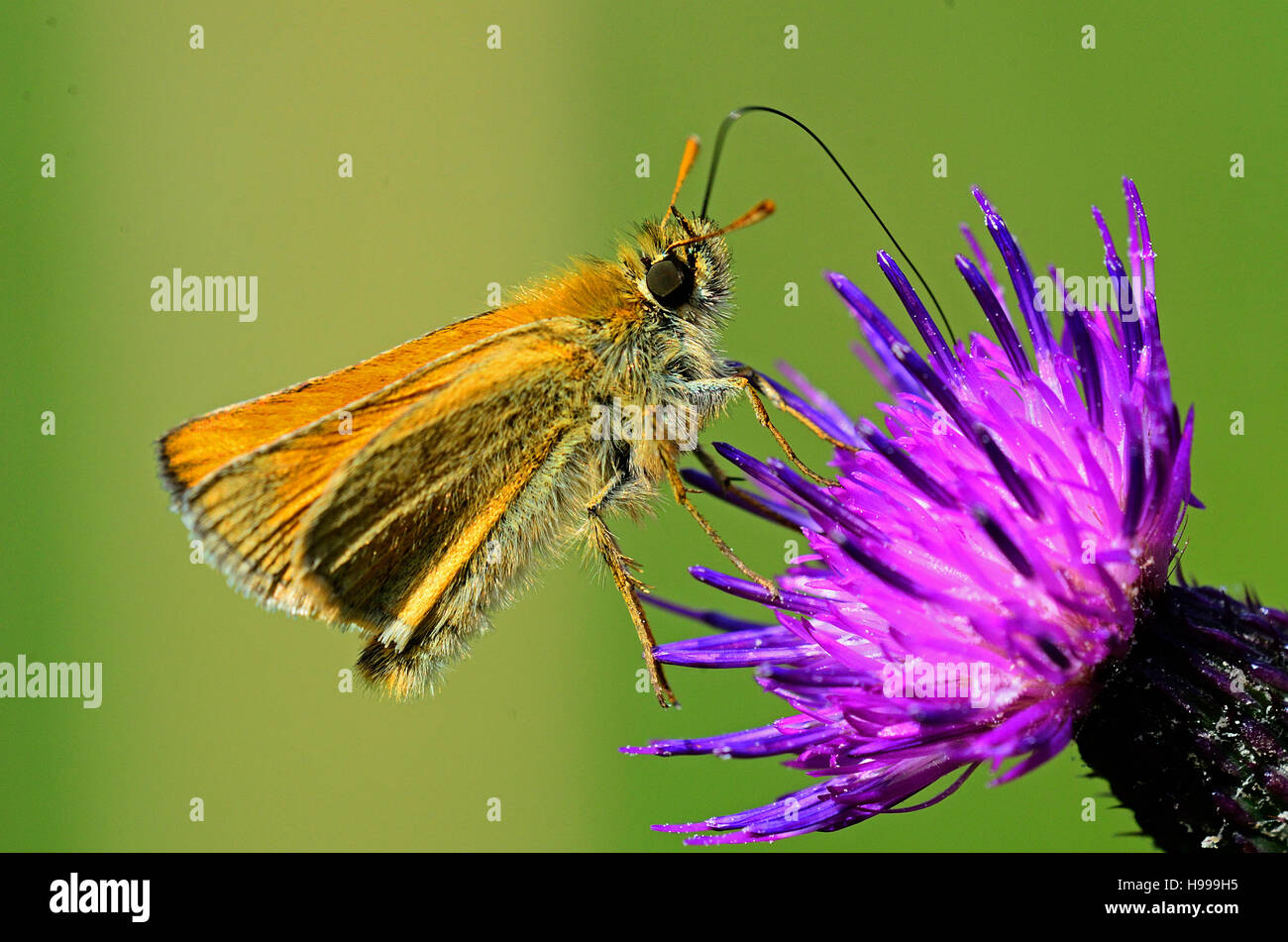 Large Skipper Butterfly feeding from a Thistle flower Stock Photo