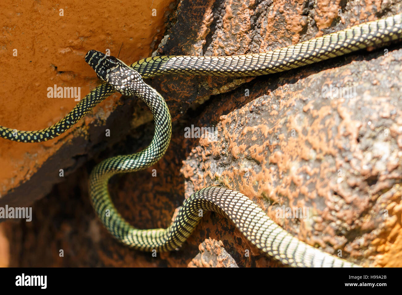 Paradise Tree Snake Or Paradise Flying Snake Chrysopelea Paradisi Hunting In Endau Rompin National Park Johor Malaysia Stock Photo Alamy