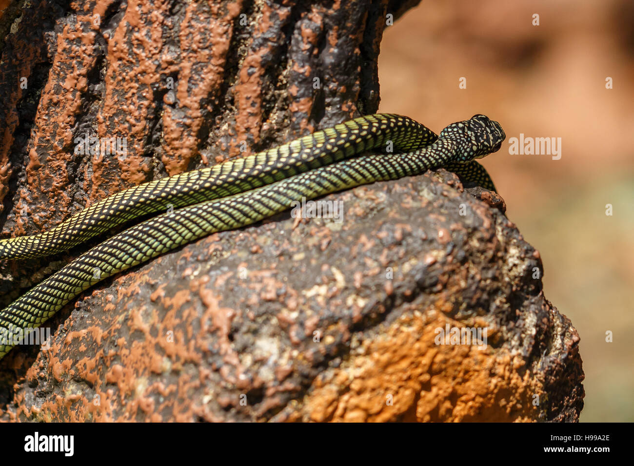 Paradise tree snake or Paradise flying snake (Chrysopelea paradisi