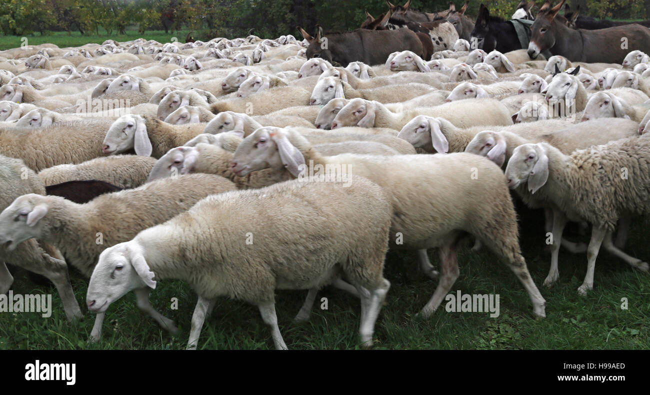 many white sheep in the flock in winter grazing on the lawn Stock Photo ...