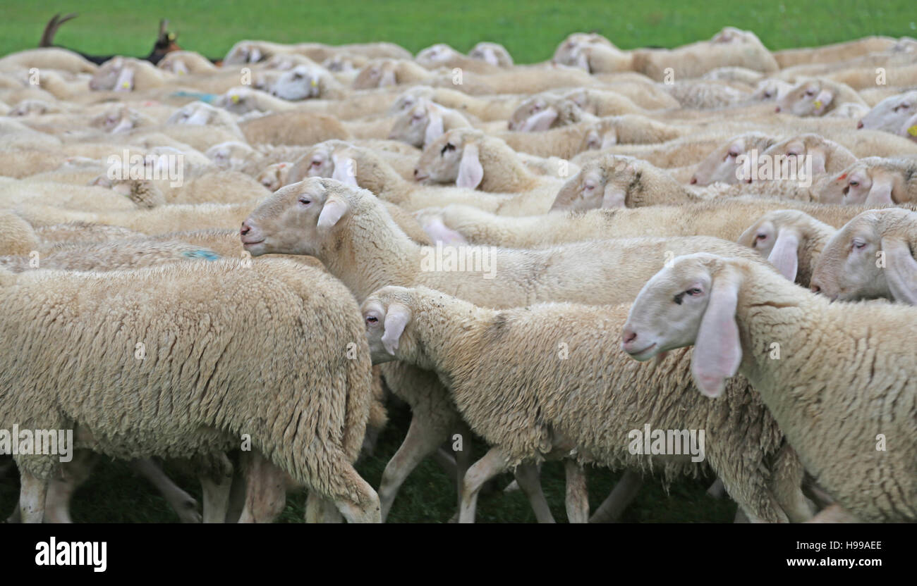 sheep with long fur coat in flocks in winter grazing on the lawn Stock Photo