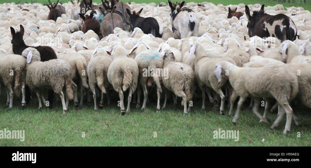 flock with many sheep and donkeys grazing Stock Photo Alamy