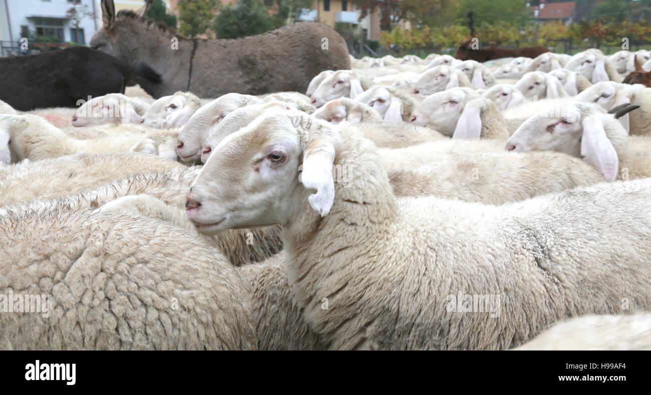Large long wool sheep hi-res stock photography and images - Alamy