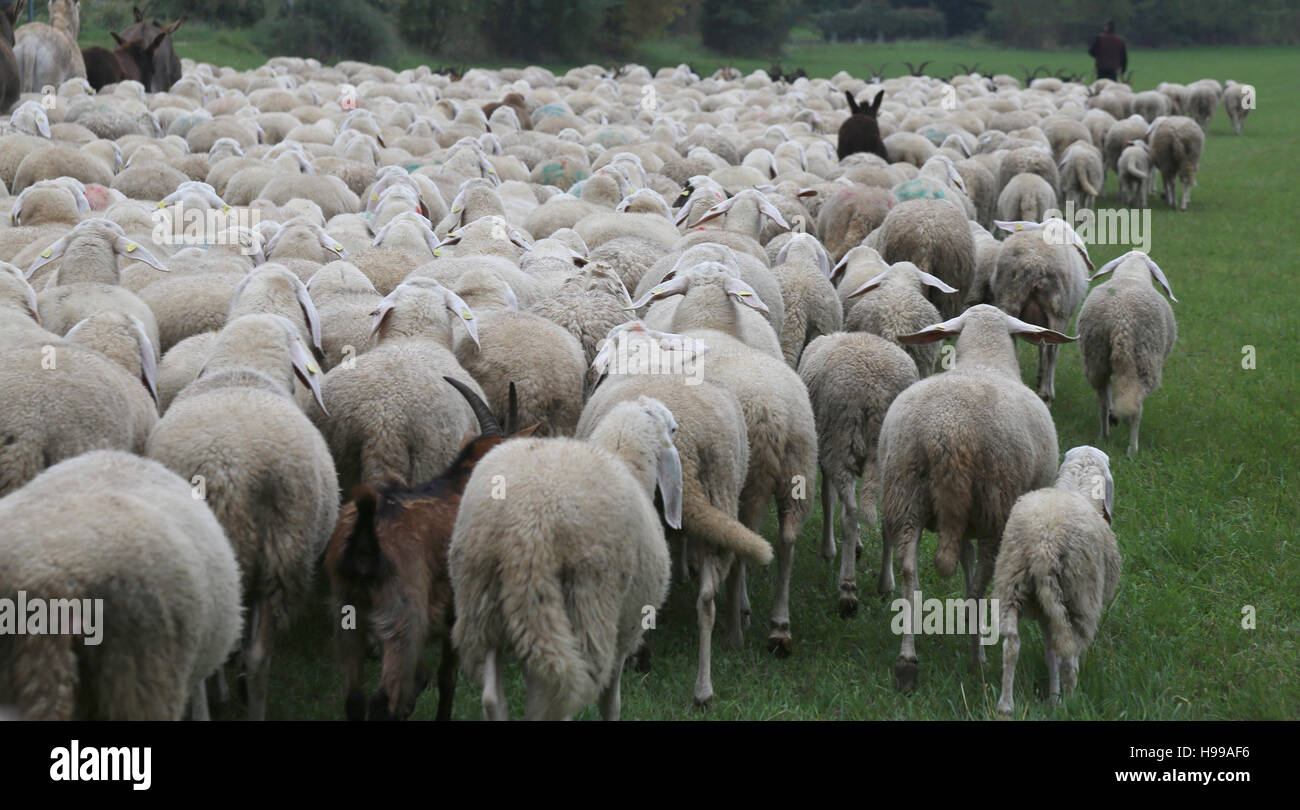 many sheep with the thick white fleece grazing in autumn Stock Photo