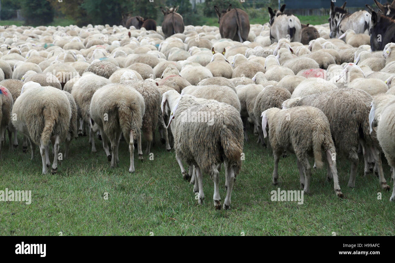 many sheep with thick fur white woolly grazing in autumn with some donkeys Stock Photo