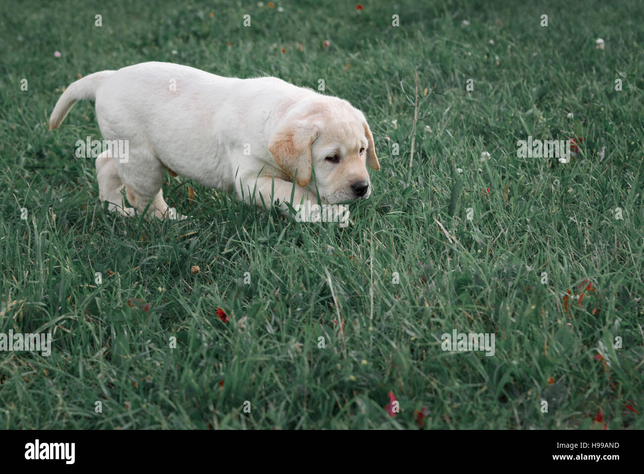 cute yellow puppy Labrador Retriever runs on a background of green ...