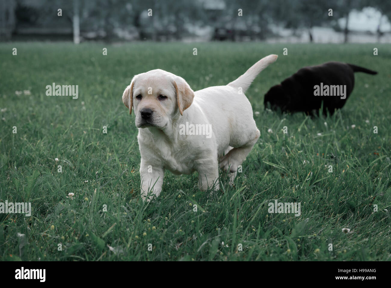 cute yellow puppy Labrador Retriever runs on a background of green grass Stock Photo