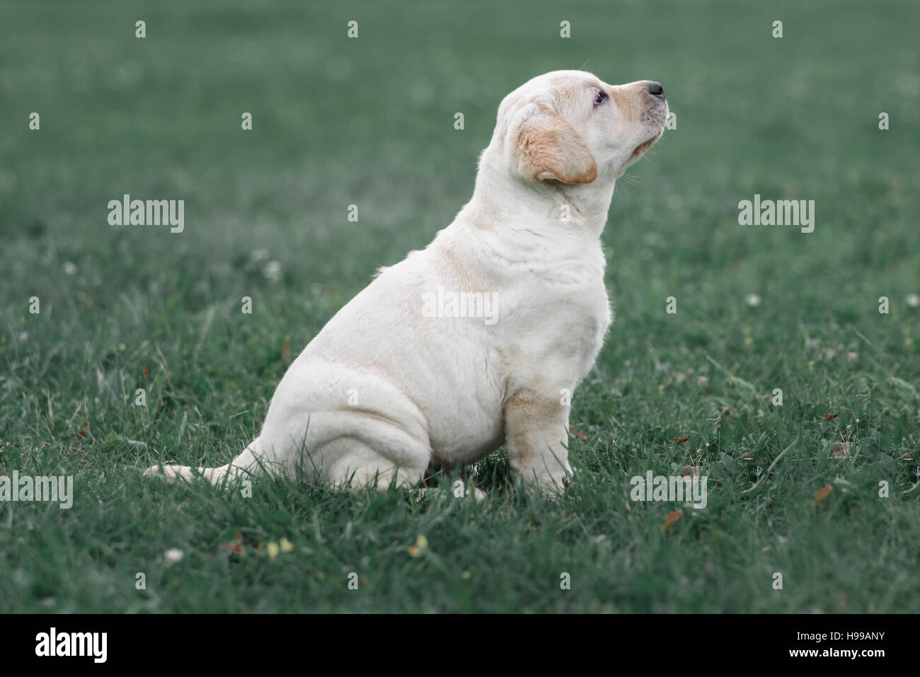 cute yellow puppy Labrador Retriever isolated on a background of green grass Stock Photo