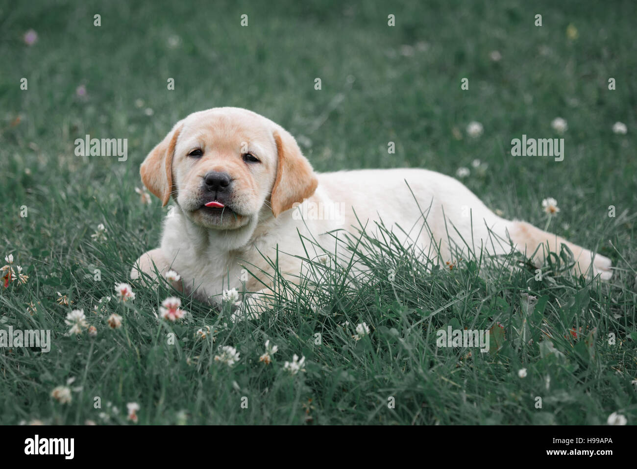 cute yellow puppy Labrador Retriever lies on a background of green grass Stock Photo