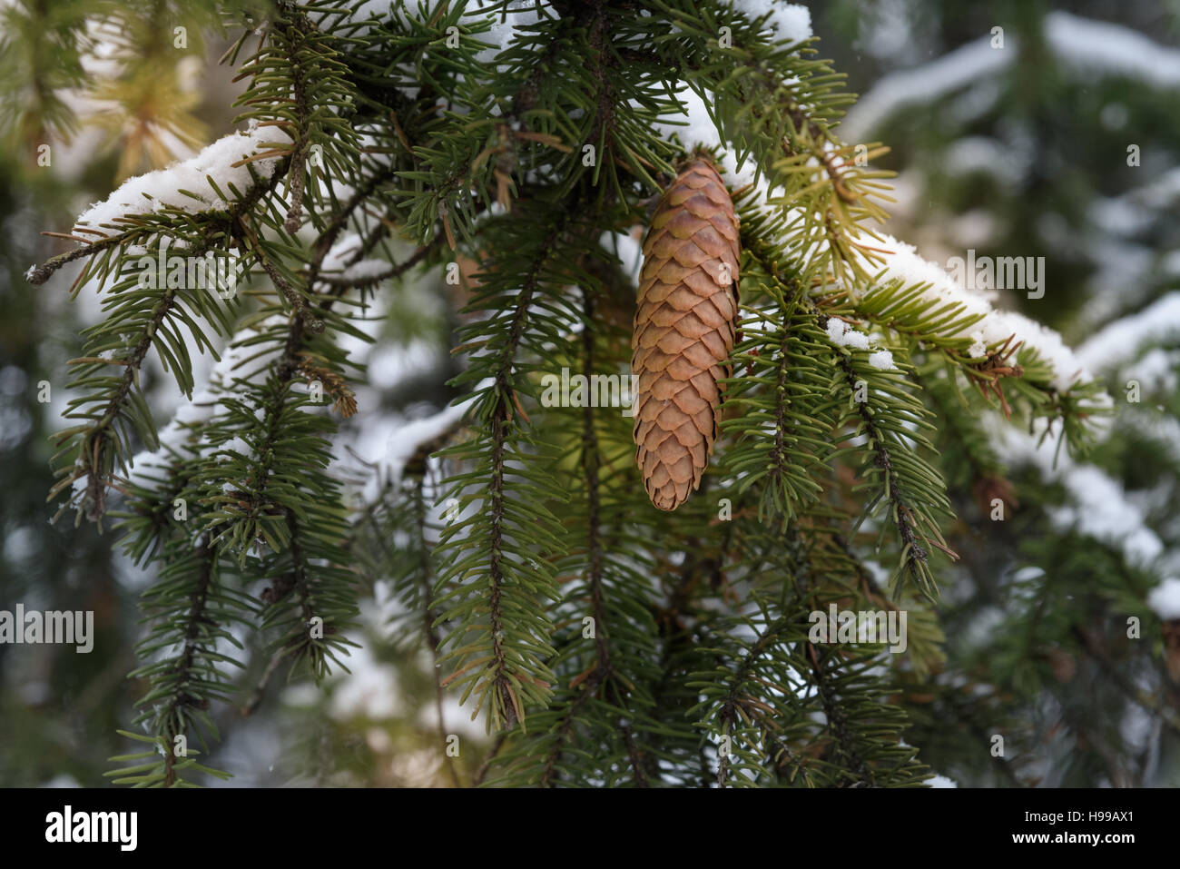 Christmas composition with spruce branch with cones covered with snow Stock Photo