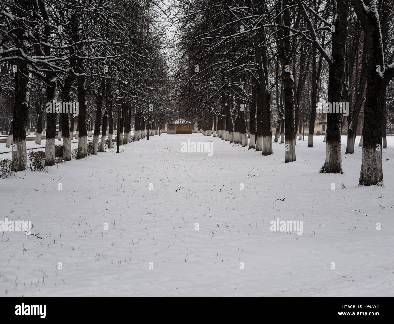 The Christmas mysterious winter snowy road between the bushes and trees Stock Photo