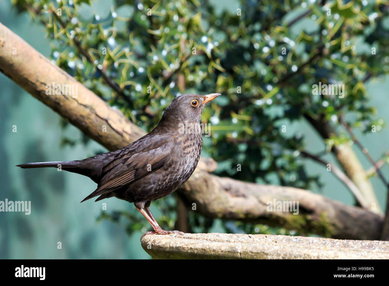 Blackbird perched on a birdbath in a sunlit UK garden Stock Photo