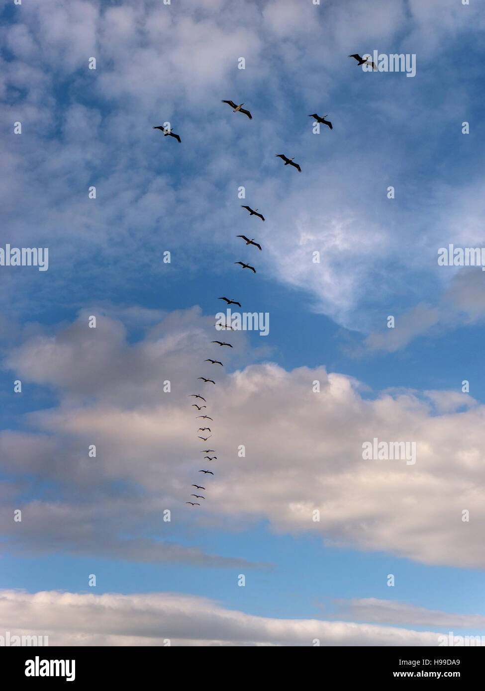 A flock of pelicans flying in formation against a blue sky with white ...
