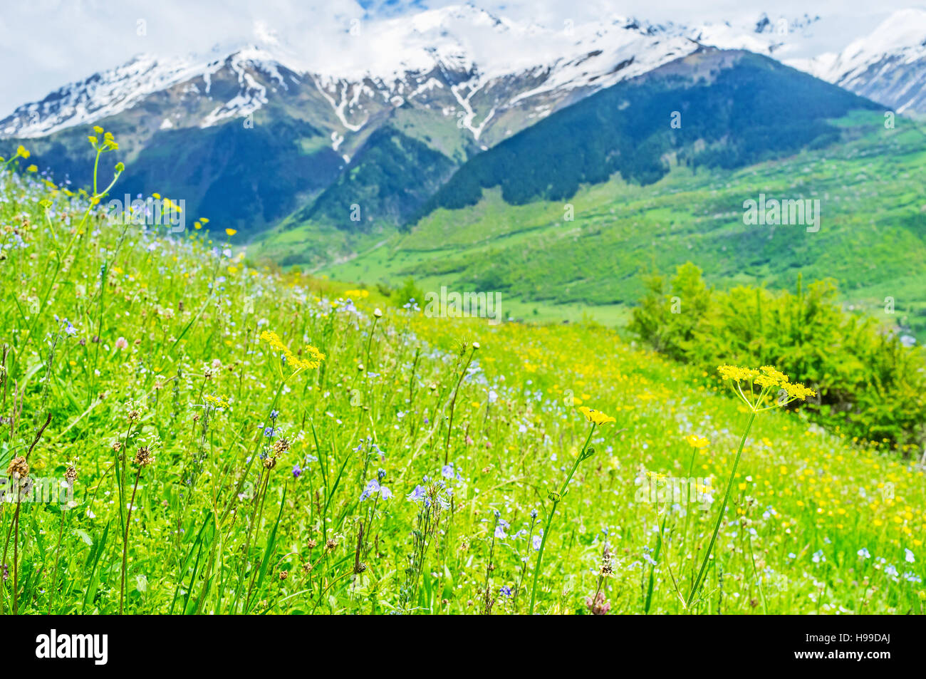 The mountains of Upper Svaneti boast the perfect juicy meadows with different wildflowers, the best choice for pastures, Mestia, Georgia. Stock Photo