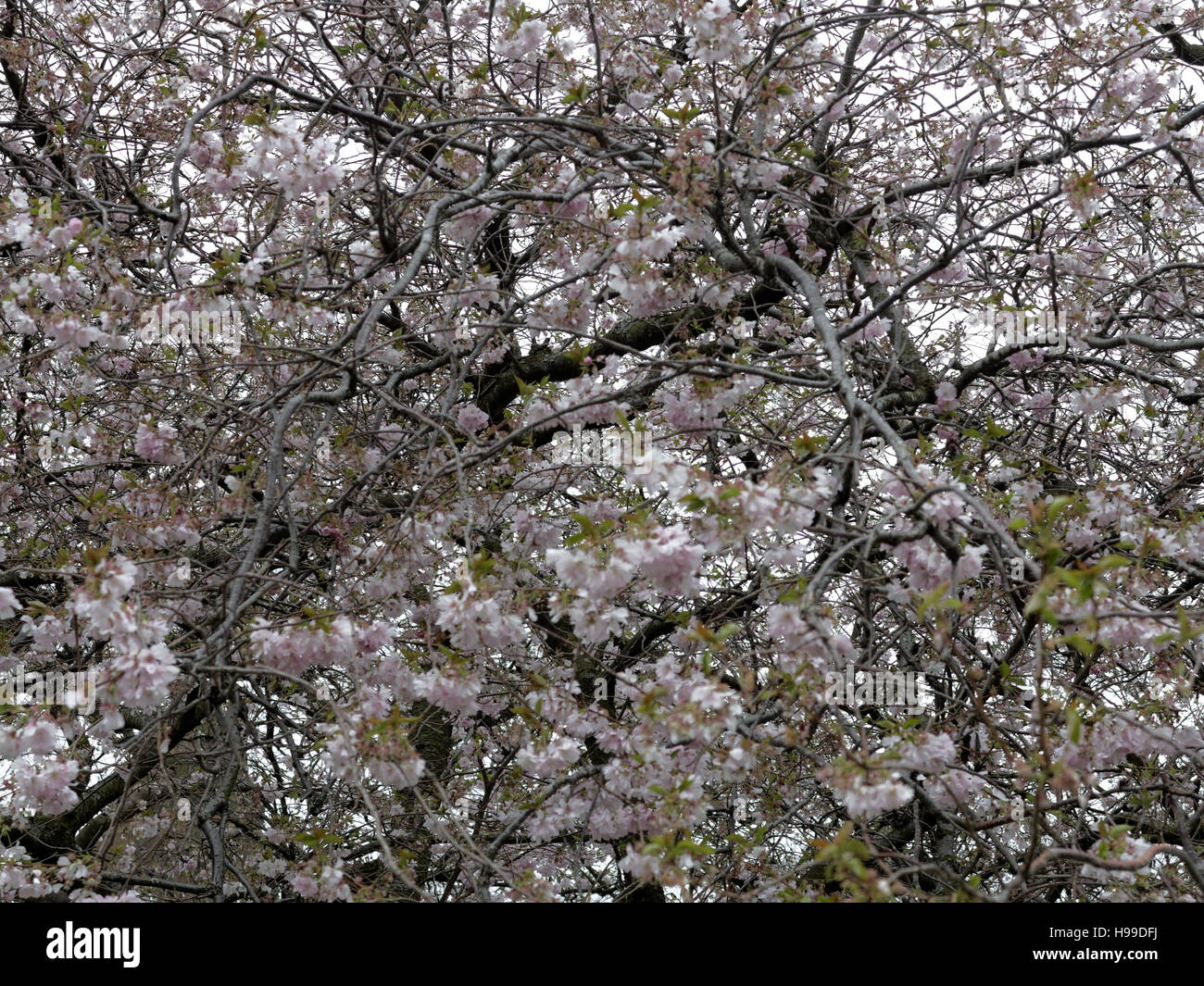 cherry blossom trees golden leafs patterns and color Stock Photo