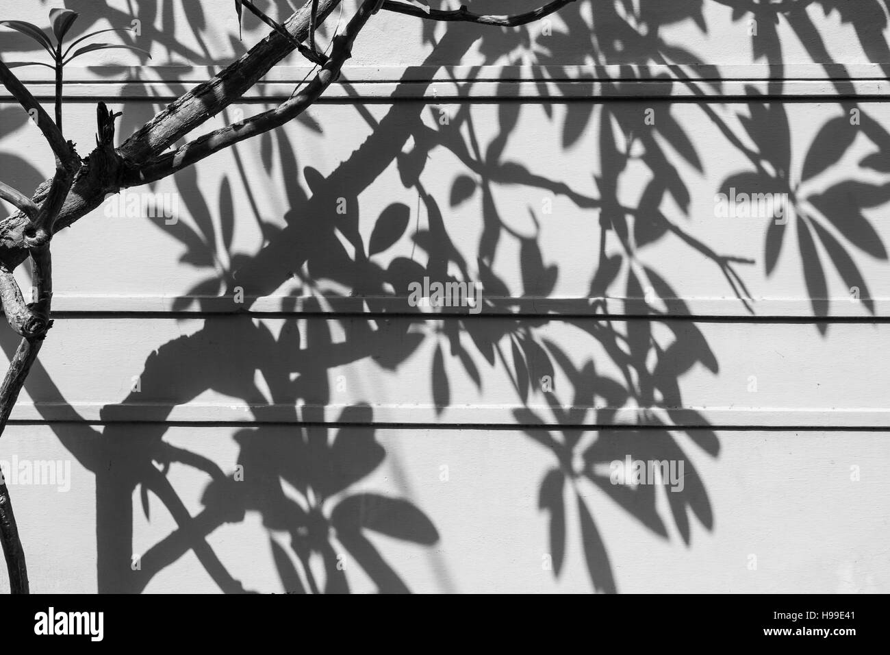 Afternoon Shadows of branches and leaves of a tree on a while wall in Hyderabad,India Stock Photo