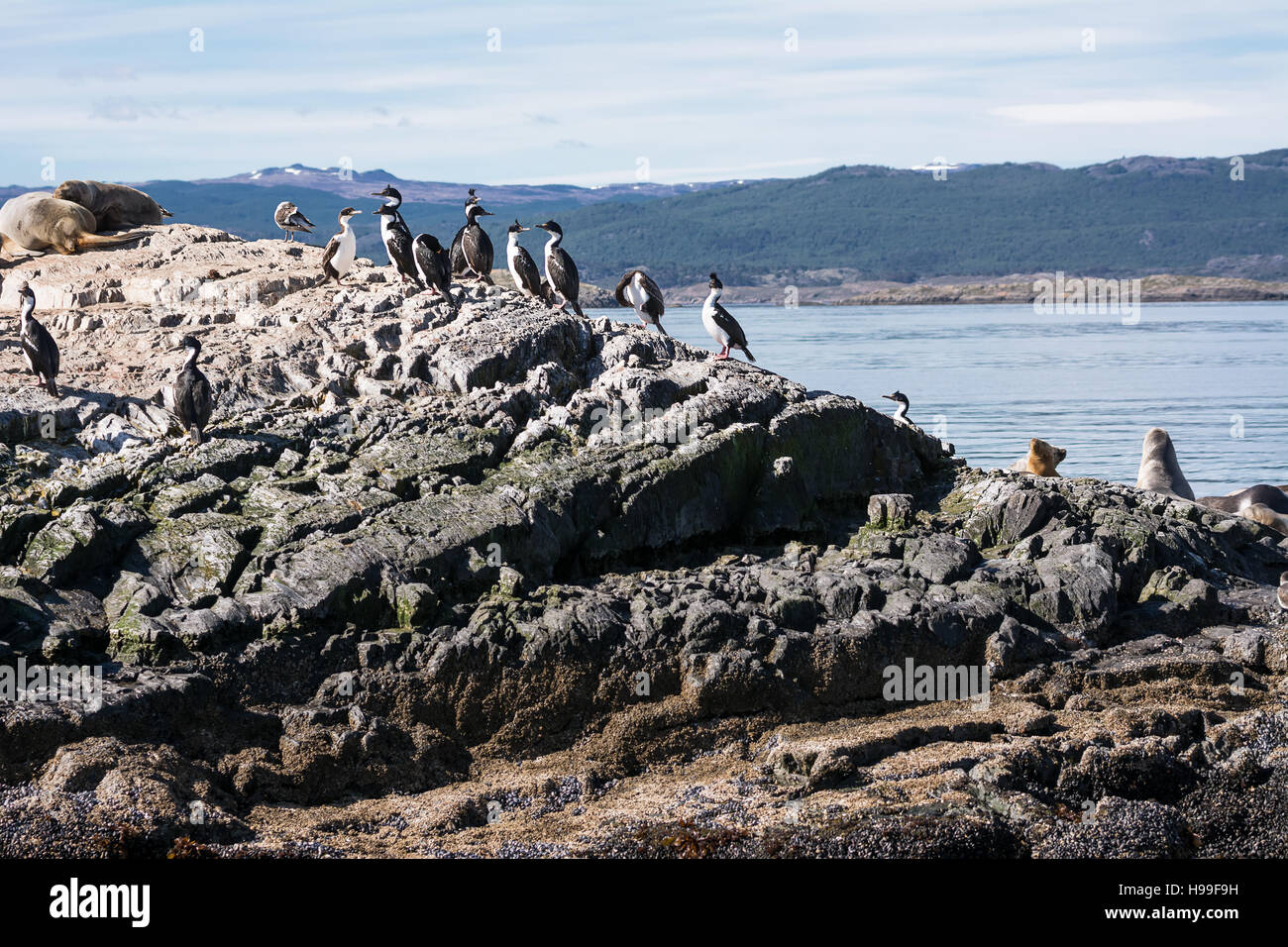 Cormorants on island in Beagle channel Stock Photo