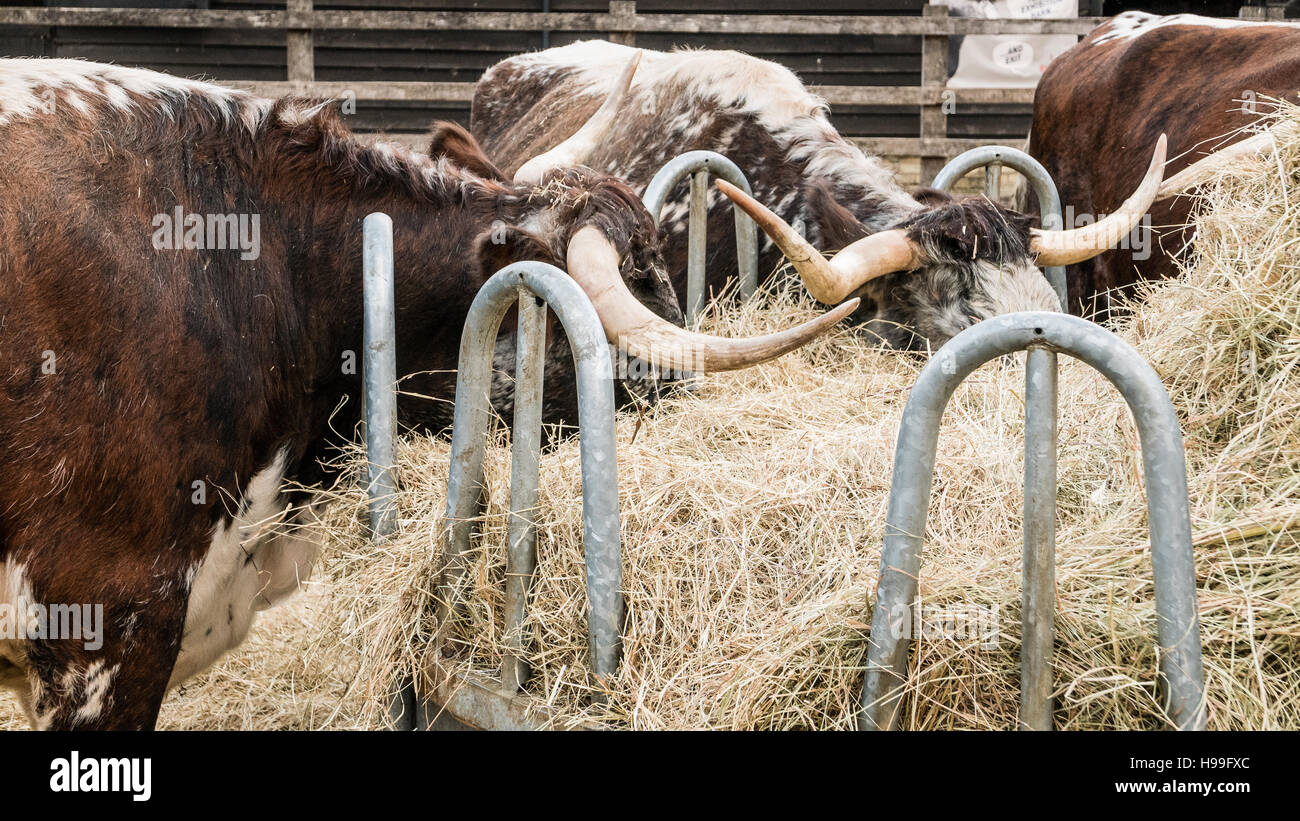 Longhorn Cattle Feeding On Hay Stock Photo 126214548 Alamy