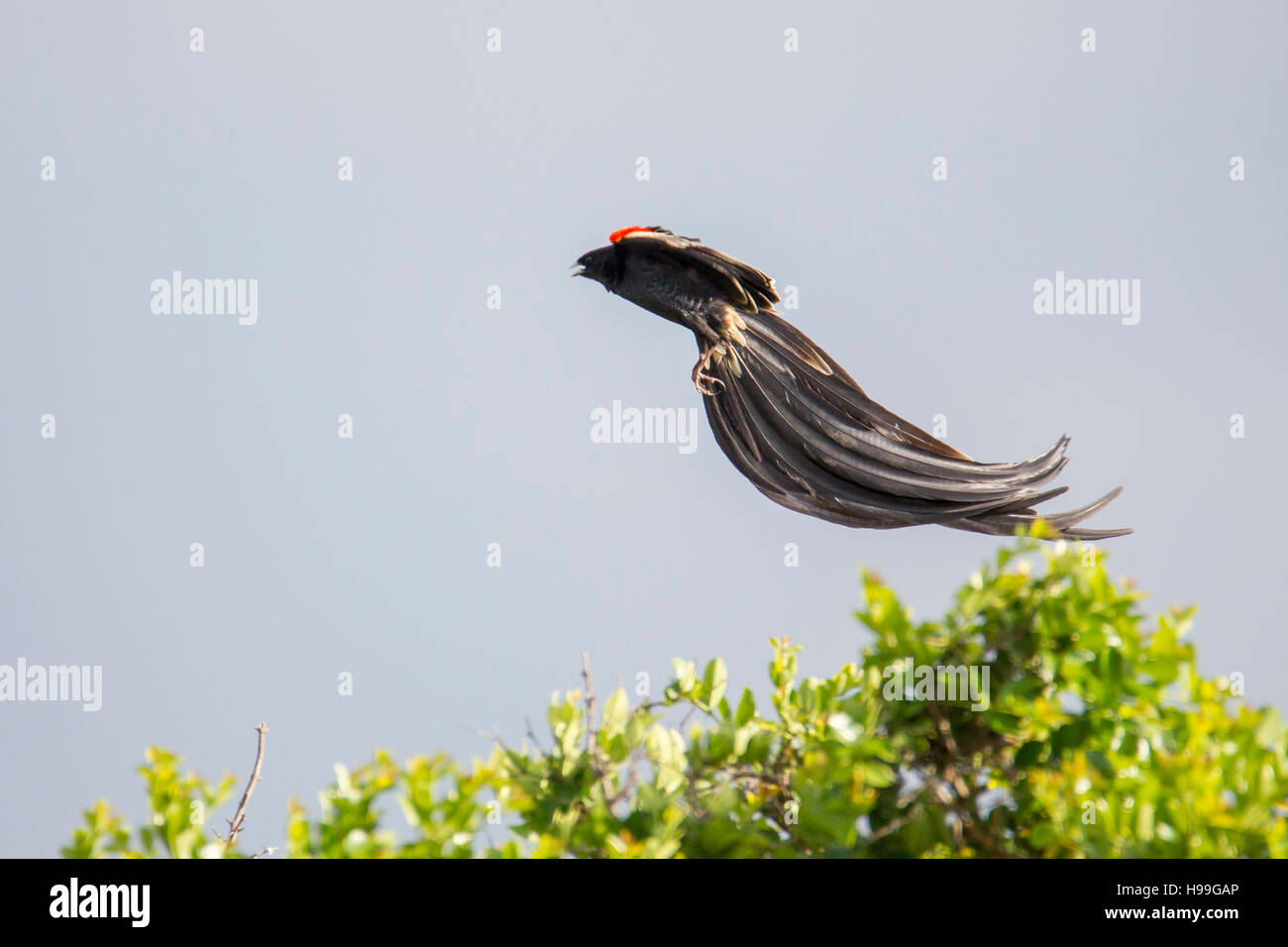 Sakabula bird hi-res stock photography and images - Alamy
