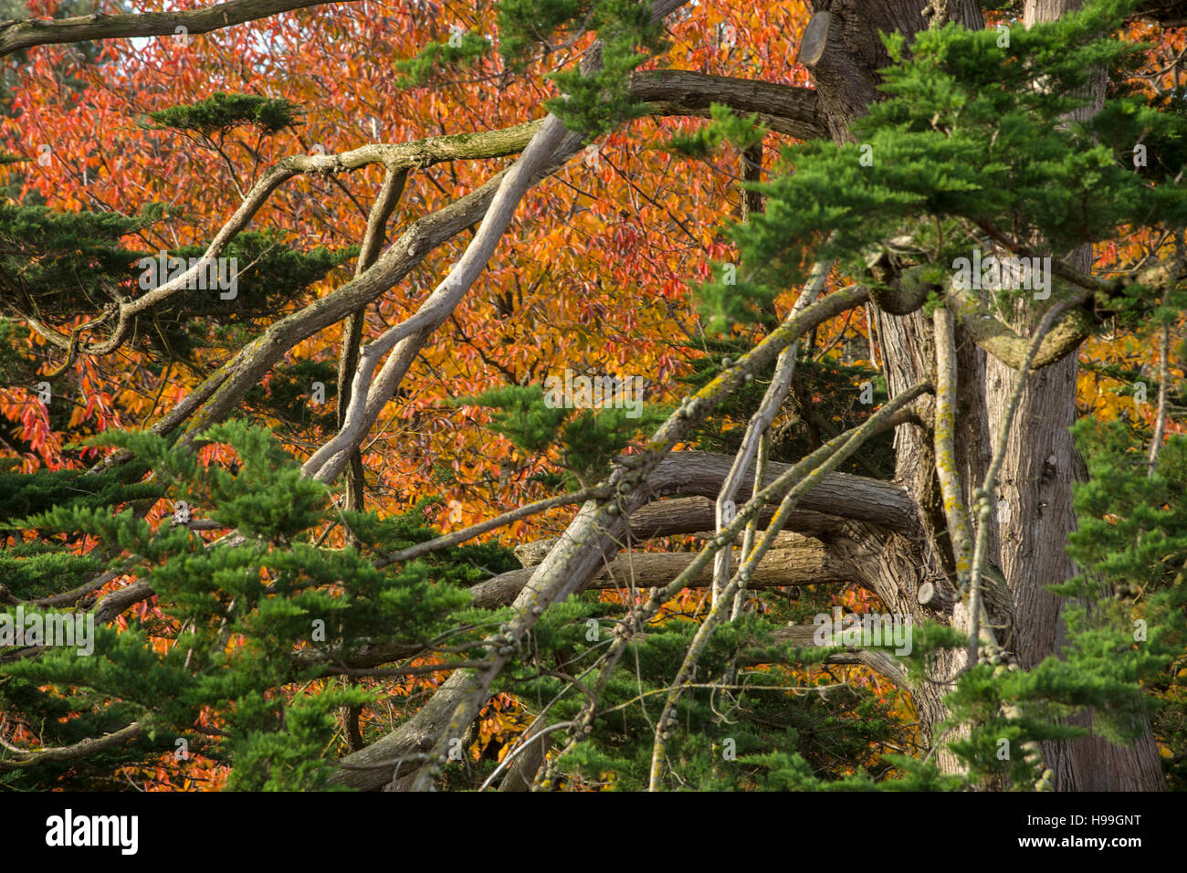 Branches of a Monterey Cyprus (Cupressus macrocarpa) tree with the fading autumn leaves of a wild cherry (Prunus avium) behind. Stock Photo
