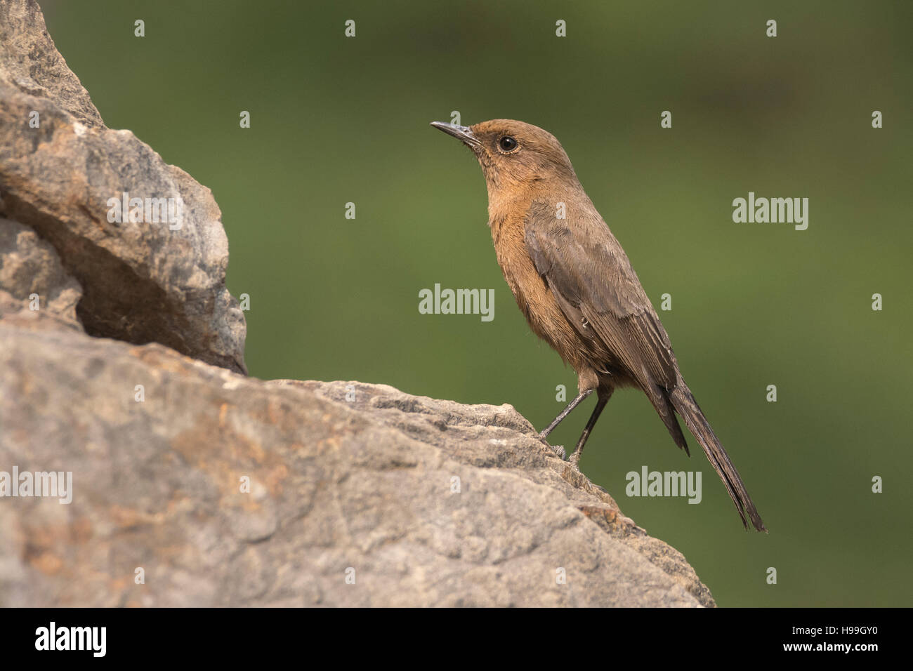 Brown Rock Chat (Oenanthe fusca) Stock Photo