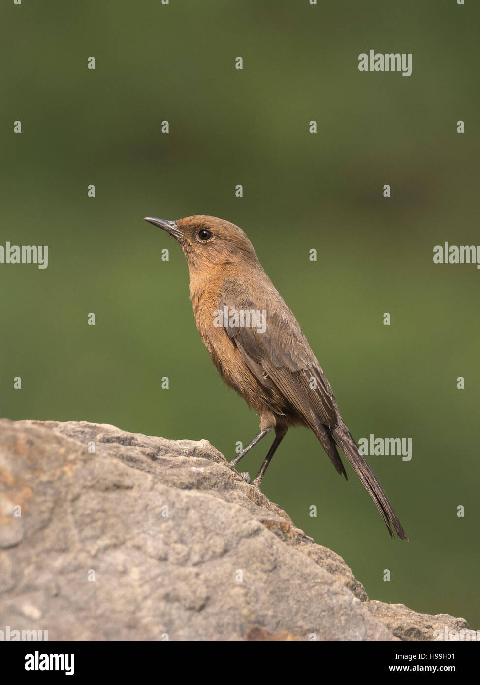 Brown Rock Chat (Oenanthe fusca) Stock Photo