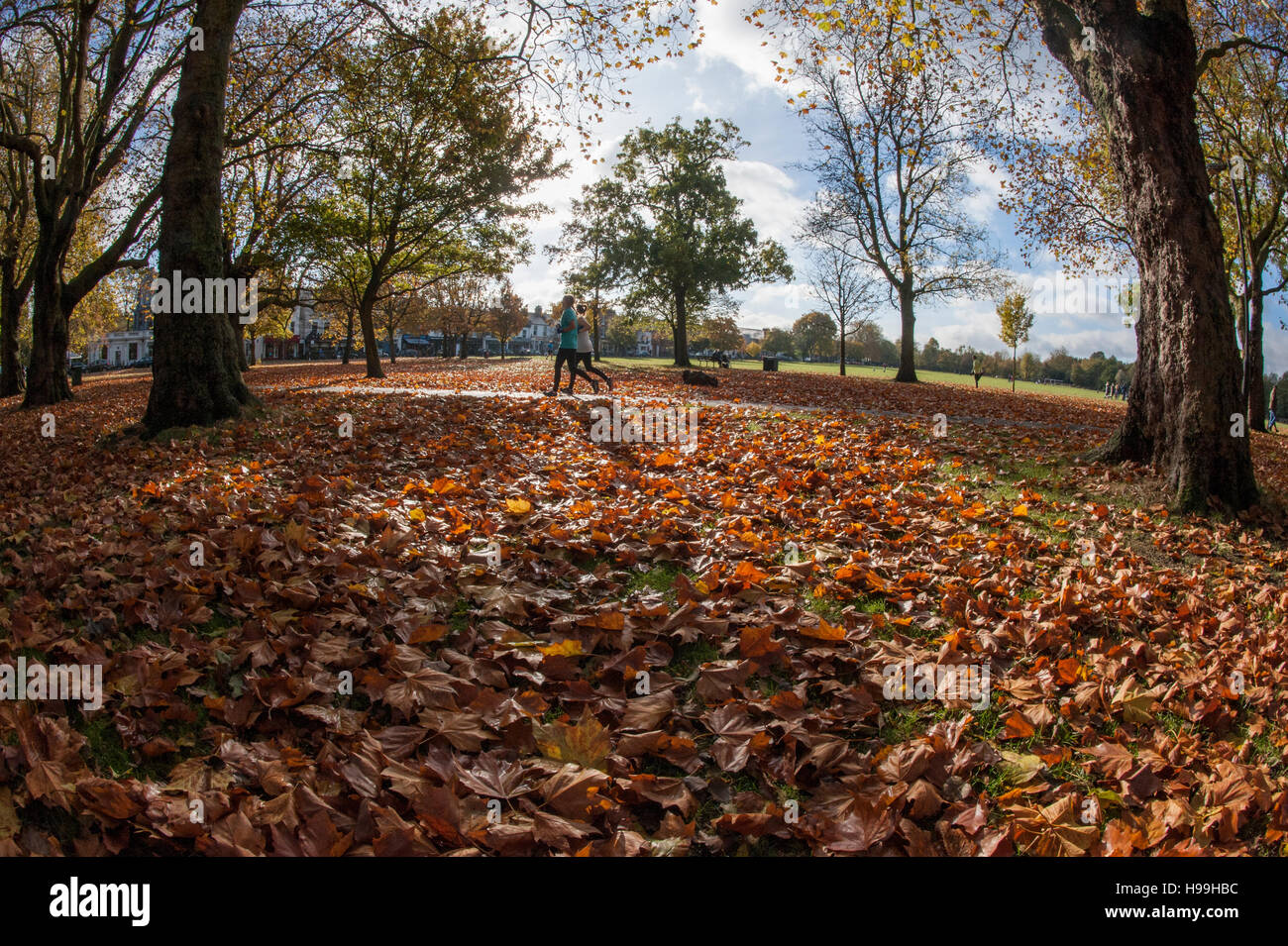 Running in the autumn Stock Photo - Alamy