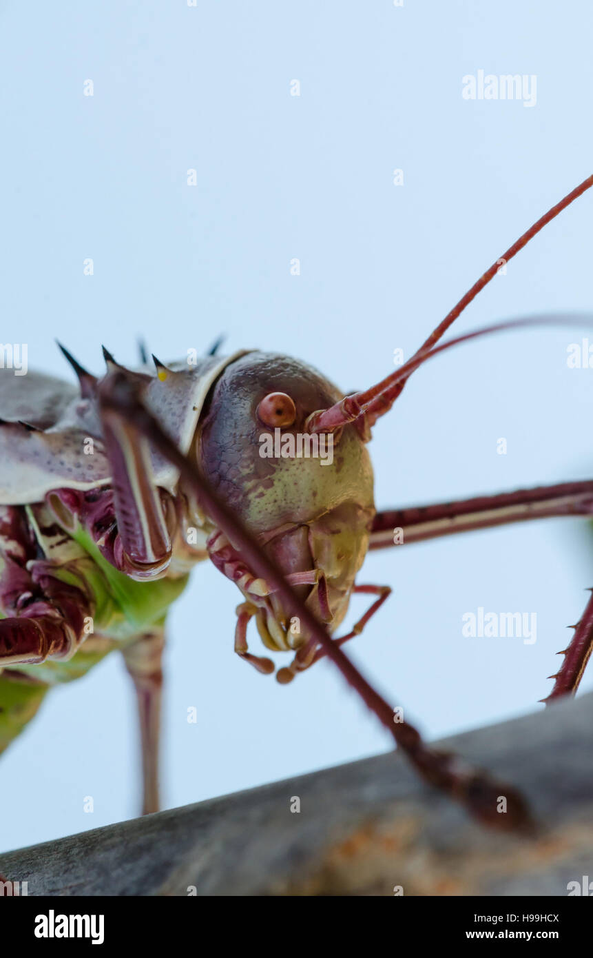 Closeup macro of armored cricket insect on tree branch in Angola. Stock Photo