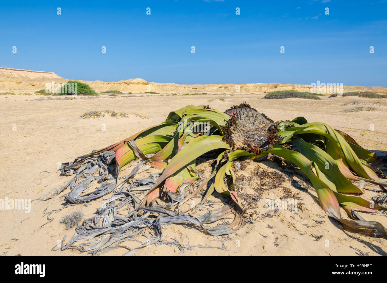 Ancient welwitschia mirabilis desert plant growing in dry river bed, Namib Desert Angola. These plants grow very slowly and for hundreds of years and Stock Photo
