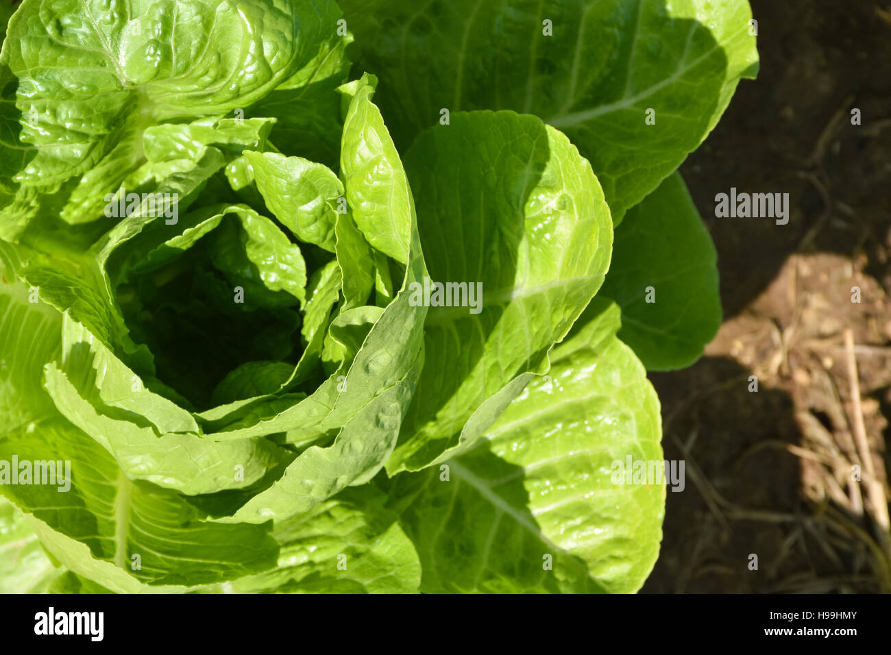 heart of a lettuce from the garden Stock Photo Alamy