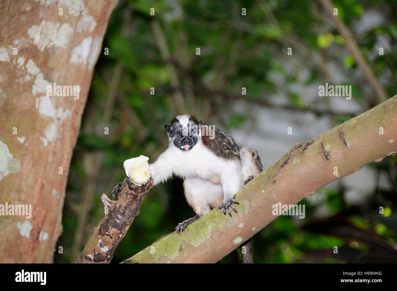 Panamanian Tamarin or Geoffroys Tamarin on a tree, Rainforest, Gamboa, Panama Stock Photo