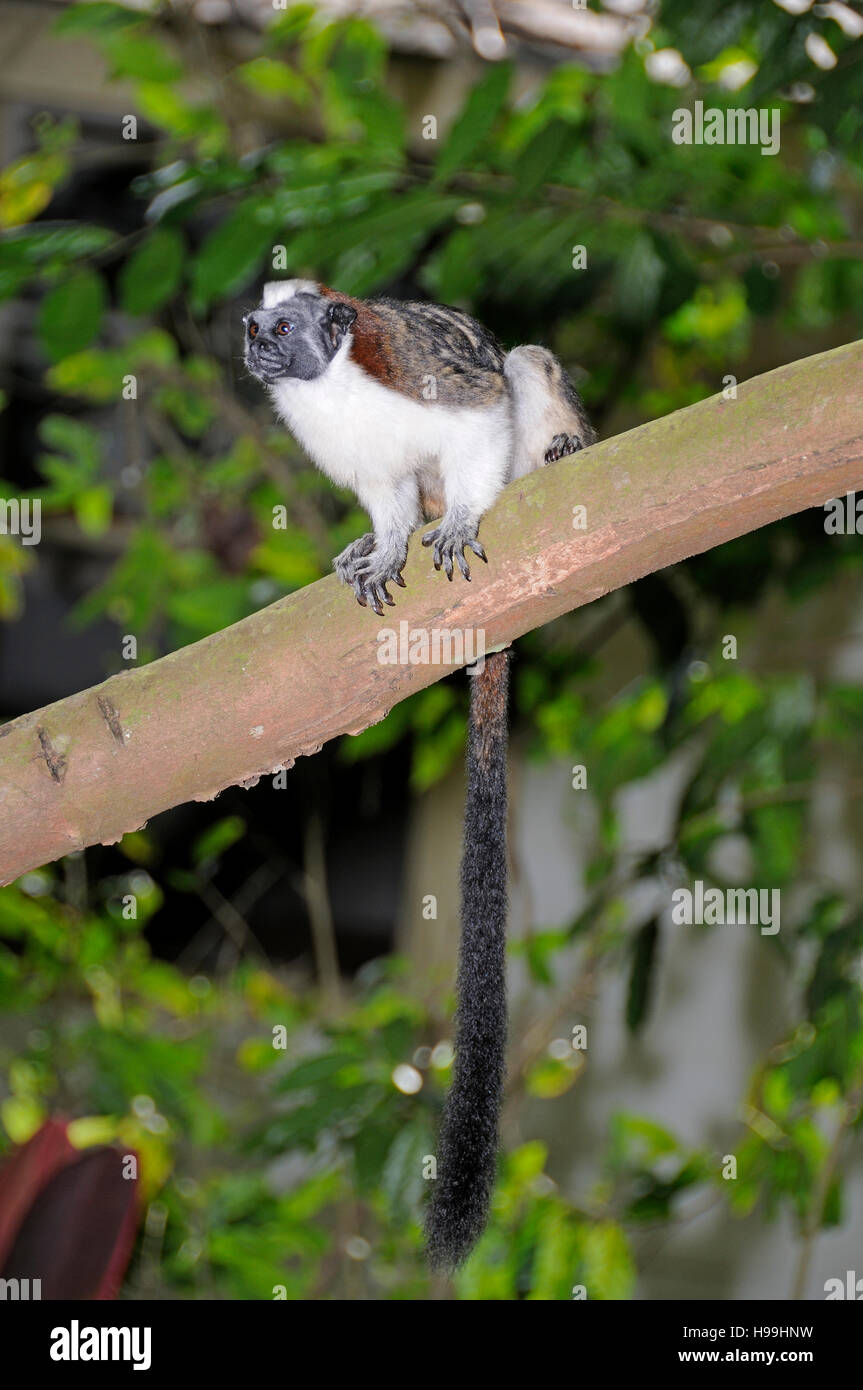 Panamanian Tamarin or Geoffroys Tamarin on a tree, Rainforest, Gamboa, Panama Stock Photo