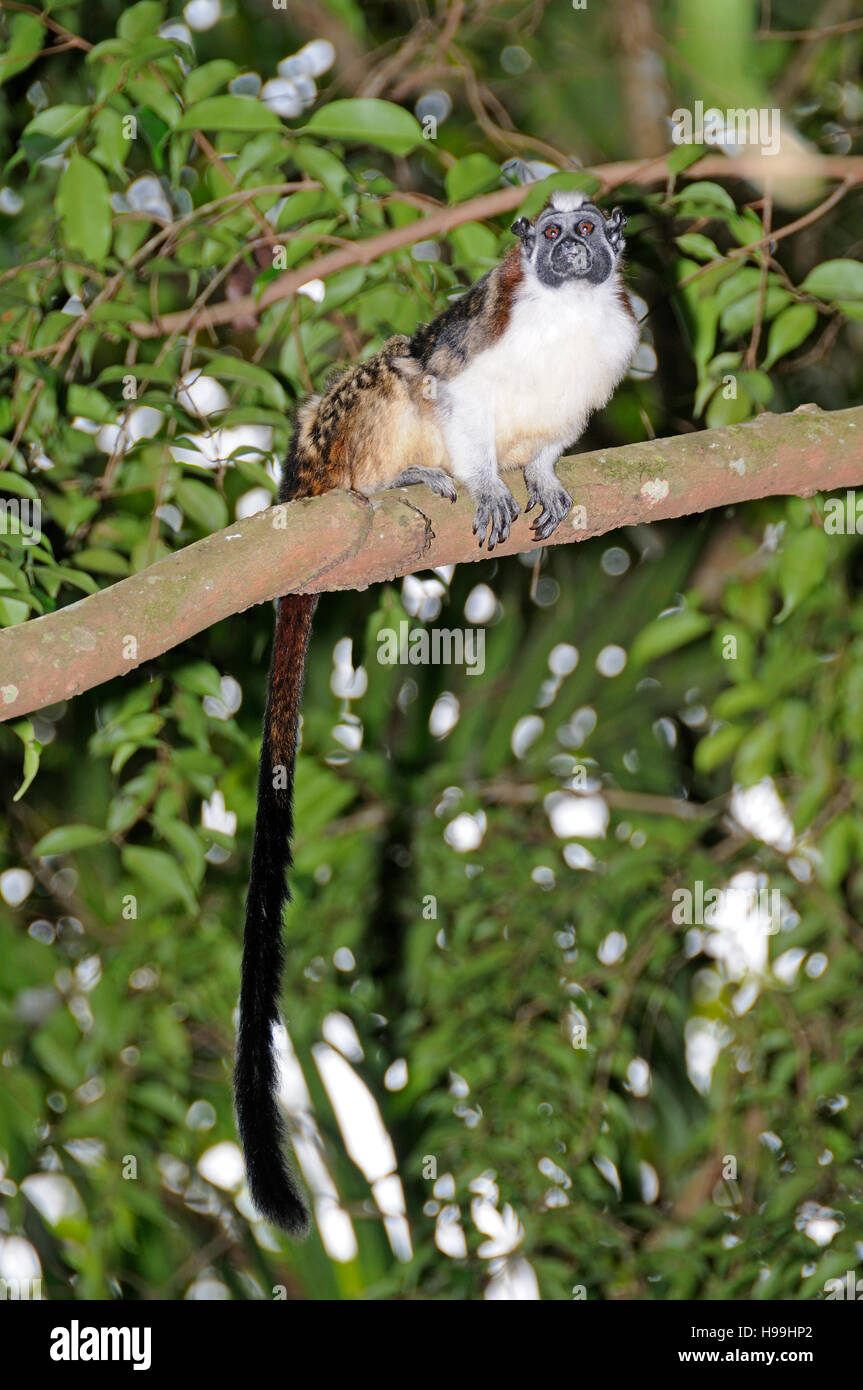 Panamanian Tamarin or Geoffroys Tamarin on a tree, Rainforest, Gamboa, Panama Stock Photo