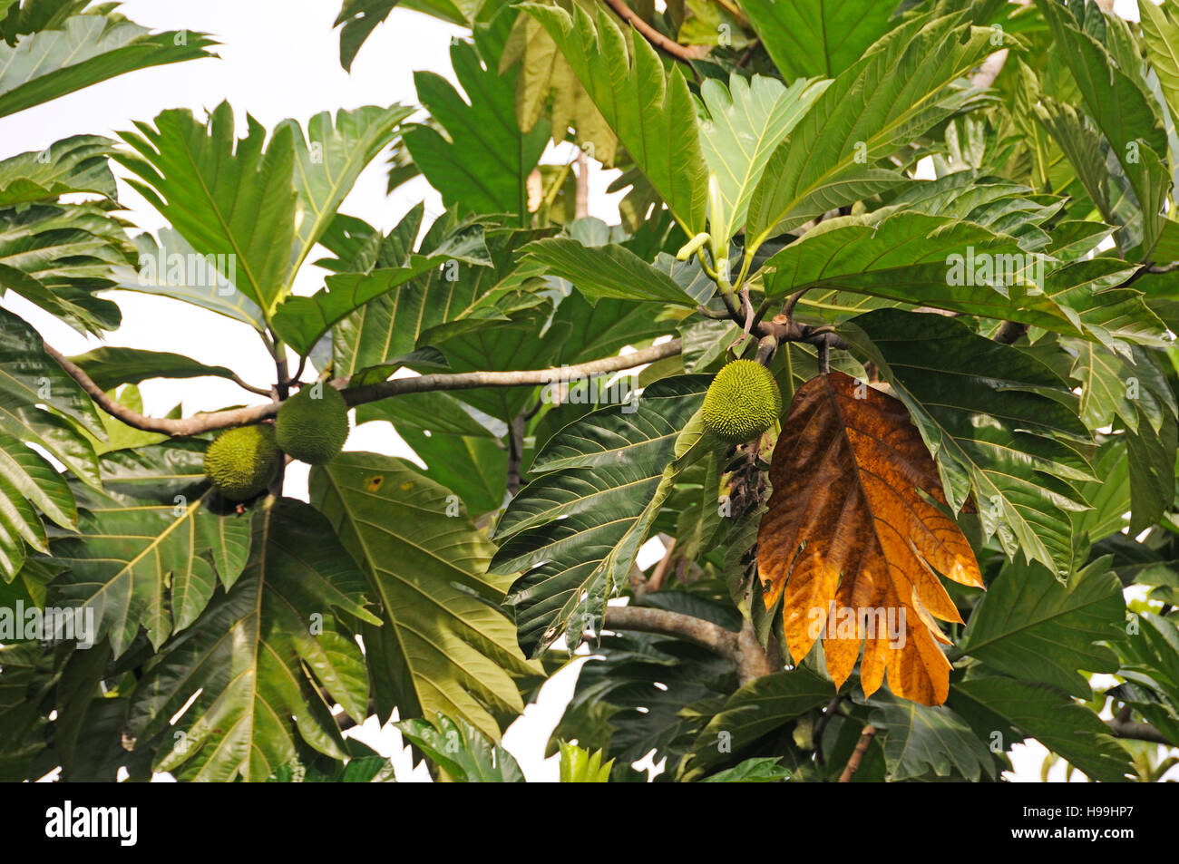 breadfruit tree, with fruits, Rainforest, Gamboa, Panama Stock Photo