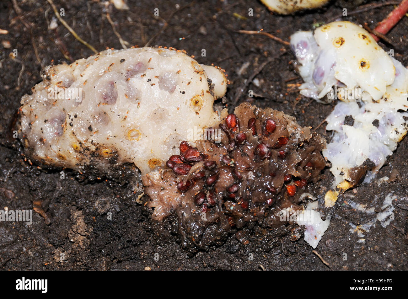 Overripe nonifruit on the ground, Noni, Rainforest, Gamboa, Panama Stock Photo