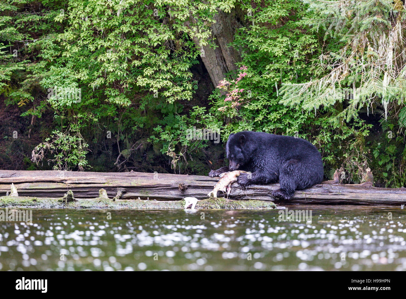 A coastal Black Bear feeding on a Chum Salmon freshly caught from the river, Tongass National Forest, Southeast Alaska Stock Photo