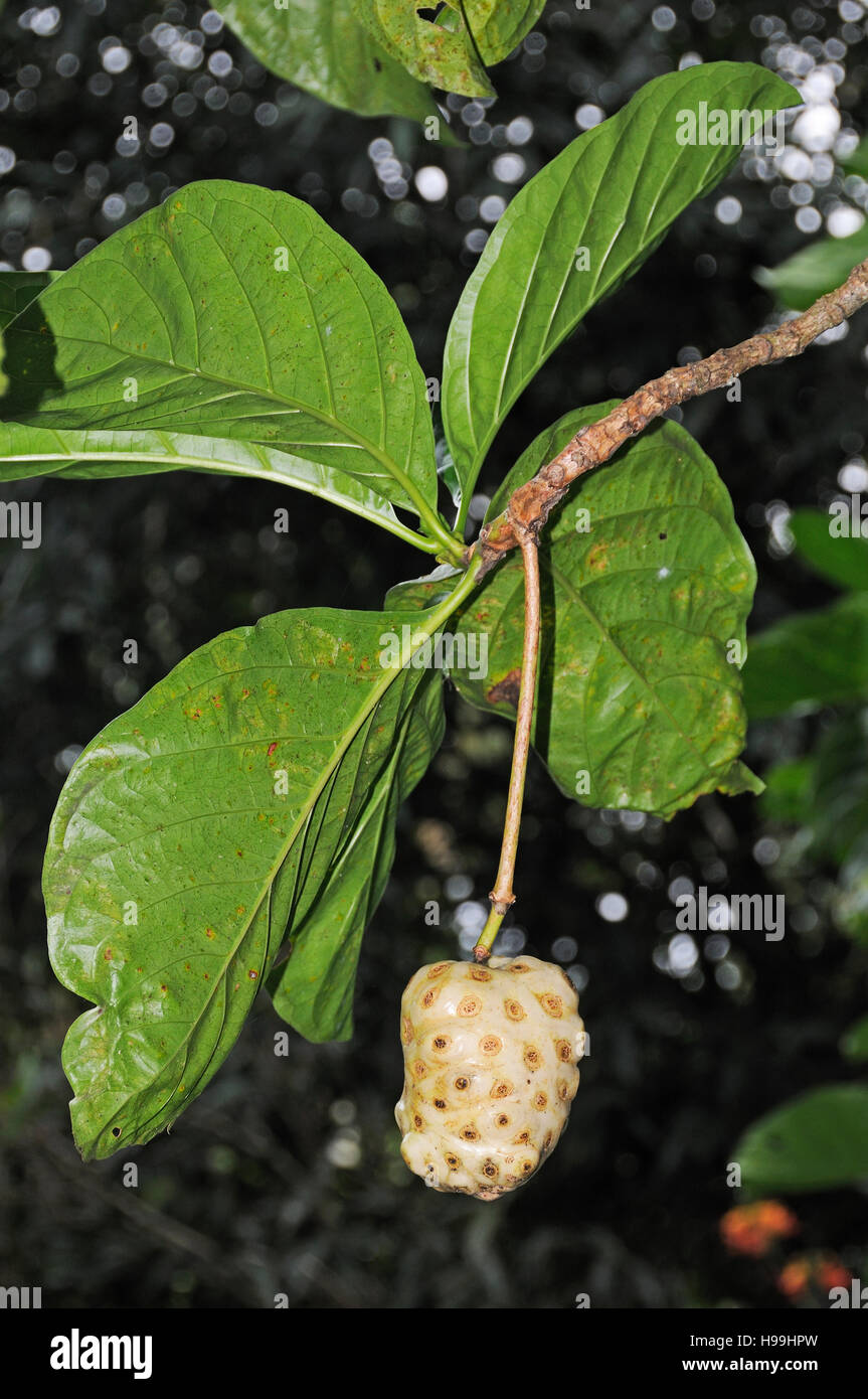 Nonitree, Noniplant with fruit, Rainforest, Gamboa, Panama Stock Photo