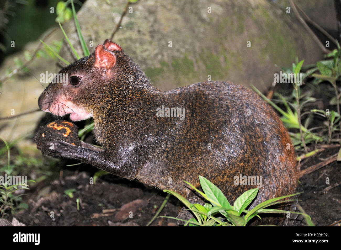 A Central American agouti, eating some fruit, Rainforest, Gamboa, Panama Stock Photo