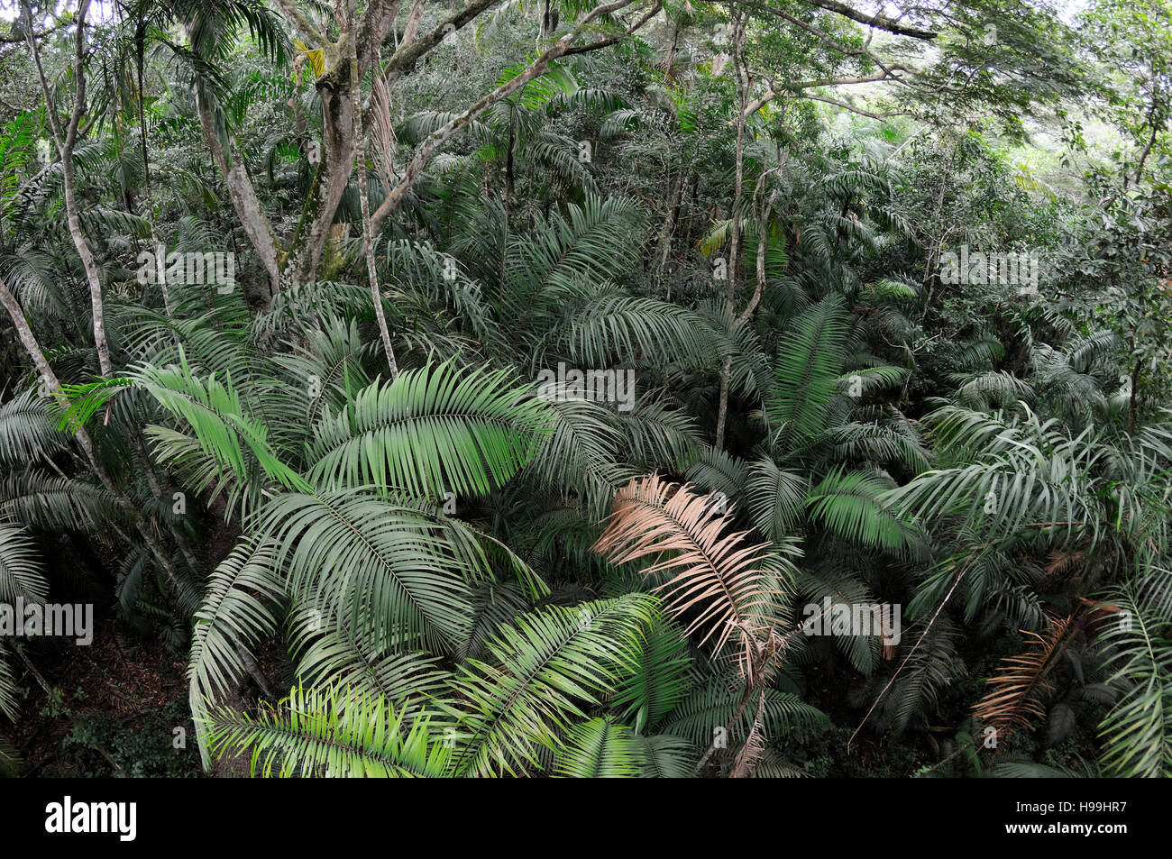 Trobical Rain Forest, Rainforest, Gamboa, Panama Stock Photo