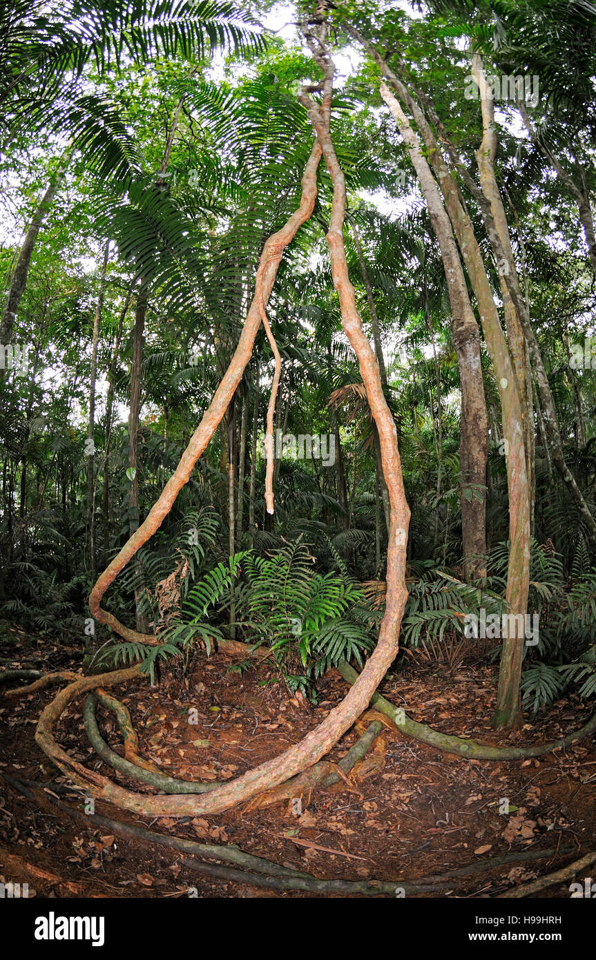 Aerial roots in tropical rain forest of Panama, Rainforest, Gamboa, Panama Stock Photo