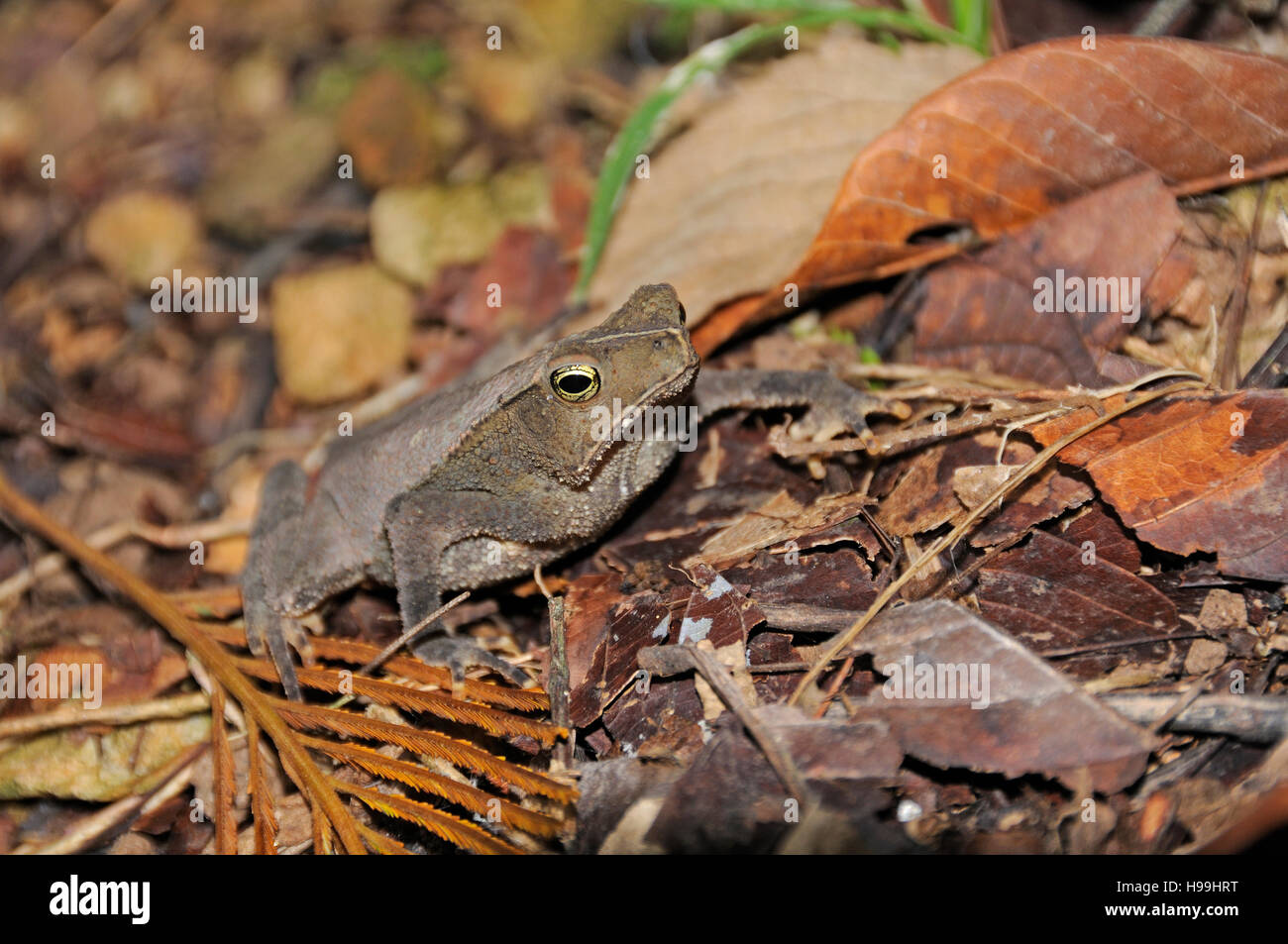 South American common toad, mitred toad, Rainforest, Gamboa, Panama Stock Photo