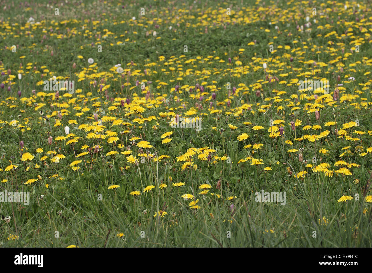 Dandelion Taraxacum spp North Meadow National Nature Reserve near Cricklade Wiltshire England UK Stock Photo