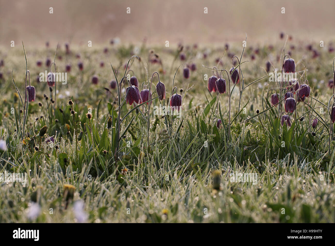 Snakeshead fritillary Fritillaria meleagris North Meadow National Nature Reserve near Cricklade Wiltshire England UK Stock Photo