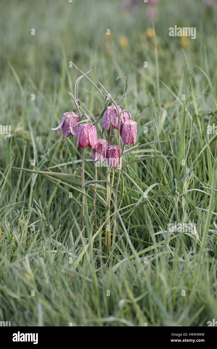 Snakeshead fritillary Fritillaria meleagris North Meadow National Nature Reserve near Cricklade Wiltshire England UK Stock Photo