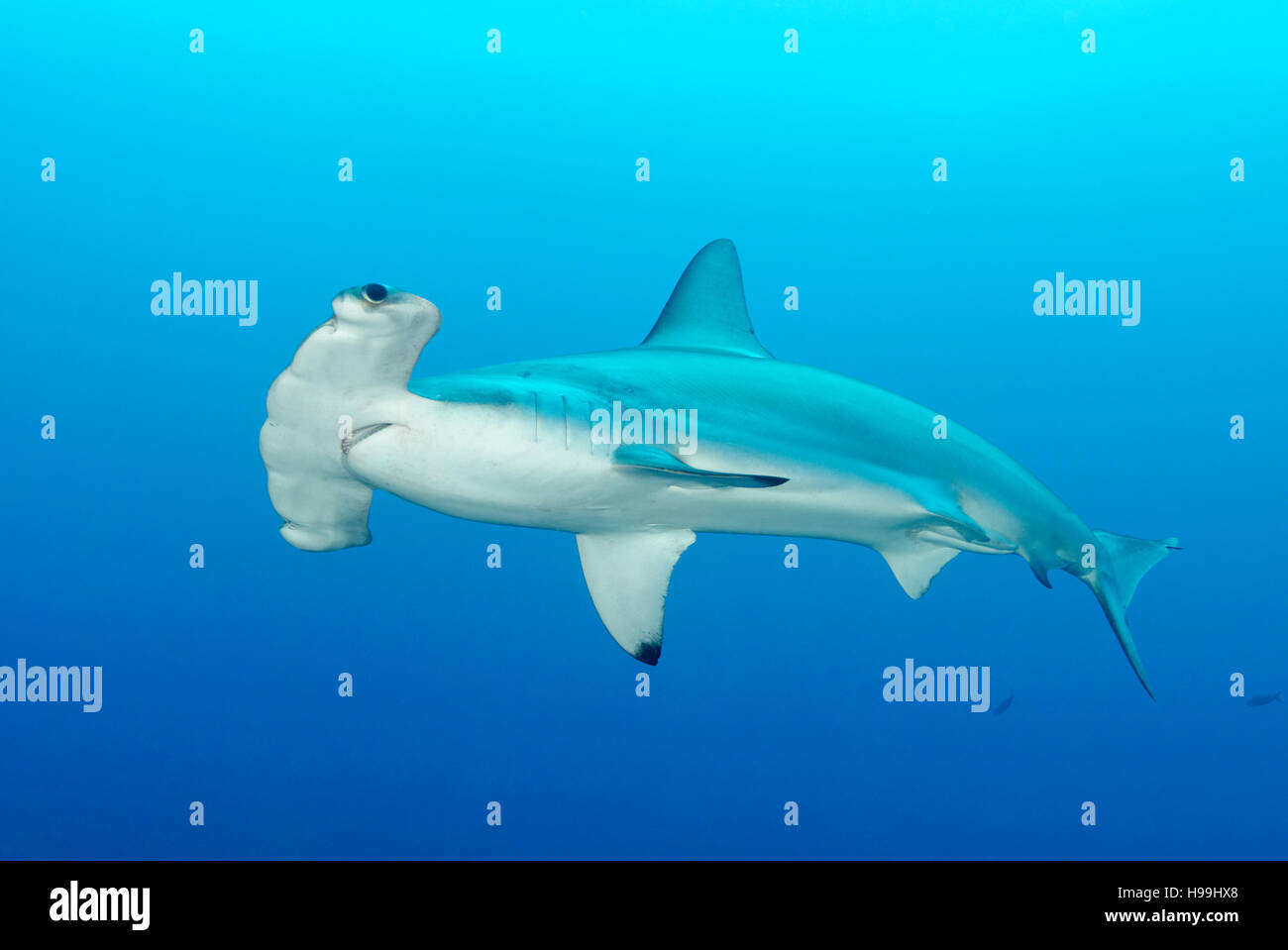 hammerhead shark hires stock photography and images Alamy