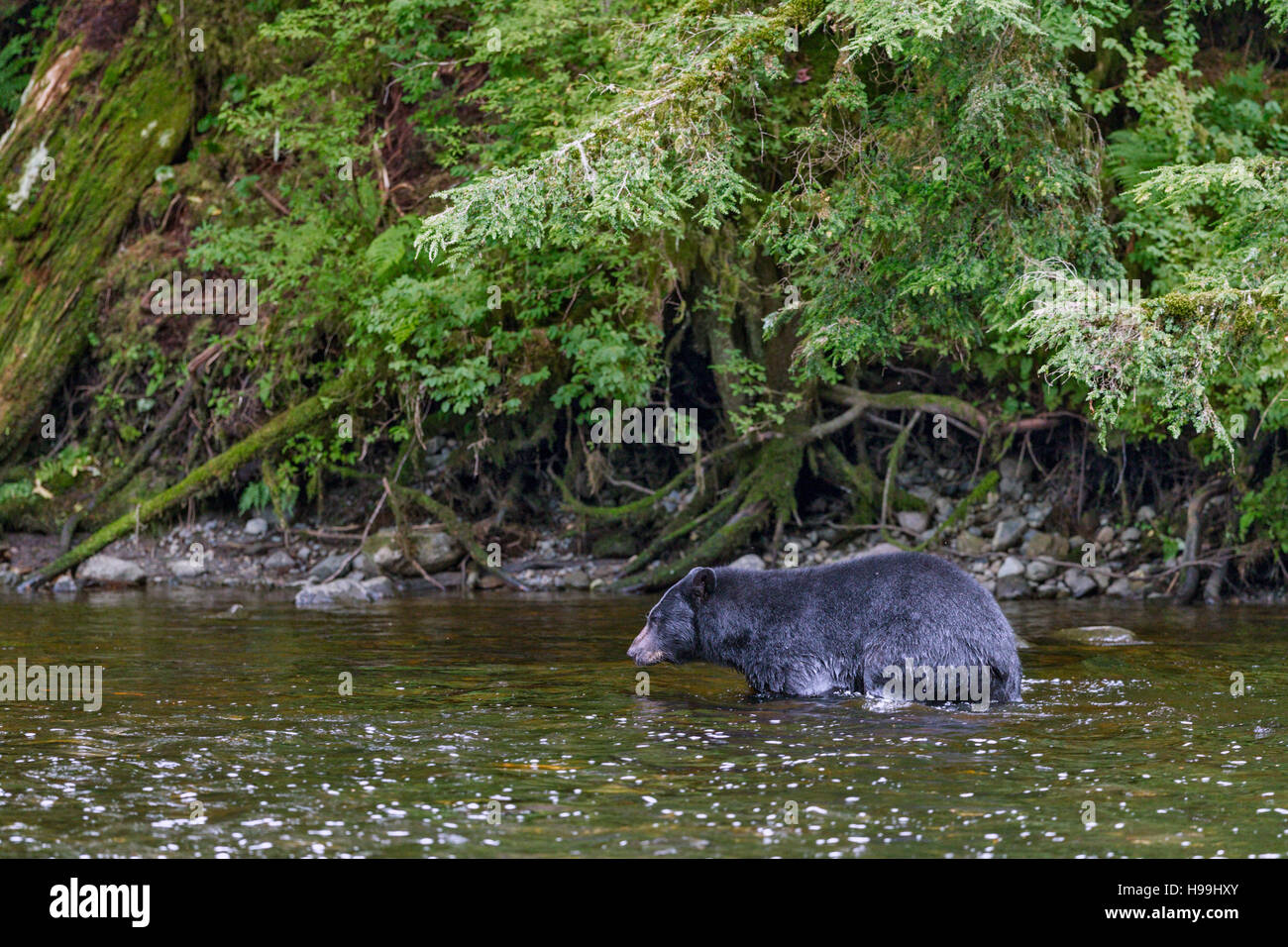 A Black Bear wades in a river to fish for spawning salmon, Tongass National Forest, Southeast Alaska Stock Photo