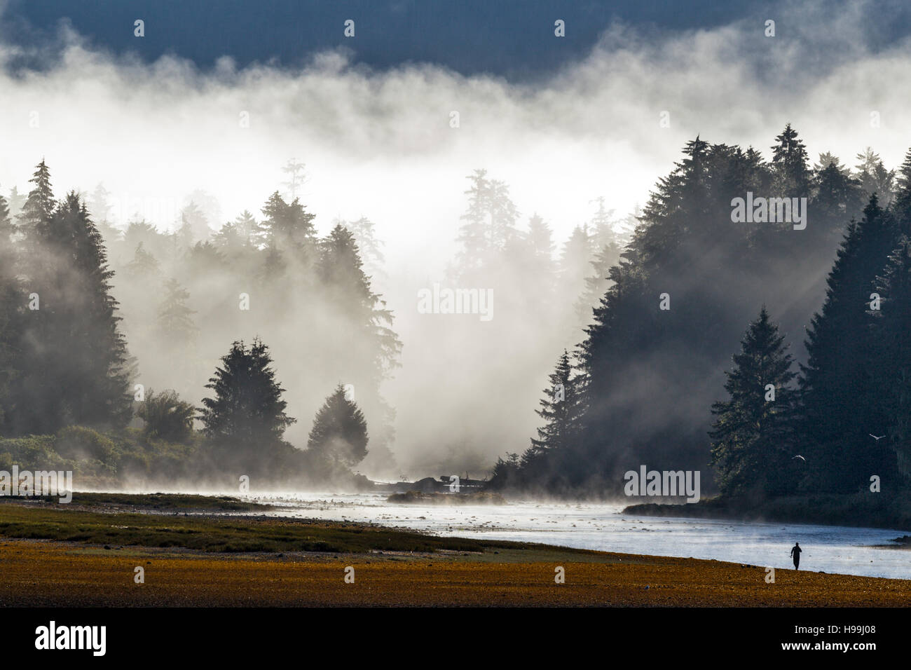 Cool emperate rainforest hi-res stock photography and images - Alamy