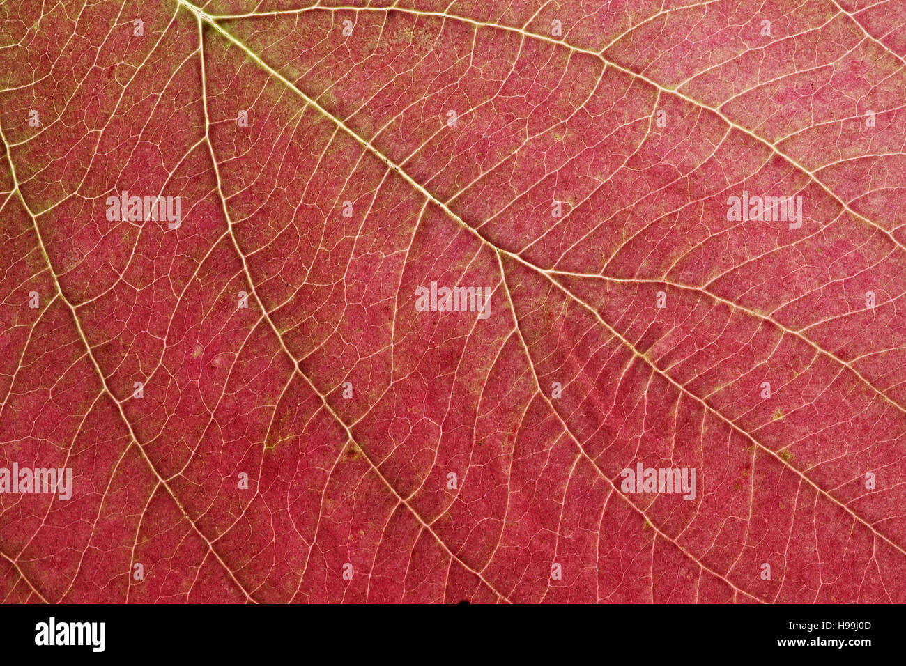 Dogwood Cornus alba leaf Stock Photo